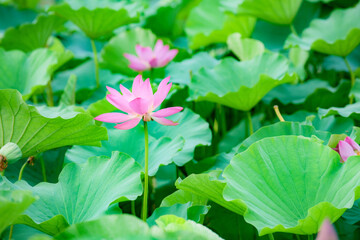 Lotus blooming in summer, in northern China