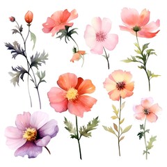 Watercolor garden flower illustration set isolated on white background. Botanic, floral element collection for greeting card, invitations, wedding, birthday designs
