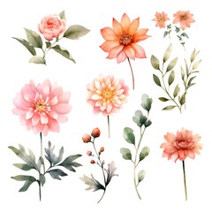 Watercolor garden flower illustration set isolated on white background. Botanic, floral element collection for greeting card, invitations, wedding, birthday designs