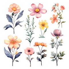 Watercolor garden flower illustration set isolated on white background. Botanic, floral element collection for greeting card, invitations, wedding, birthday designs
