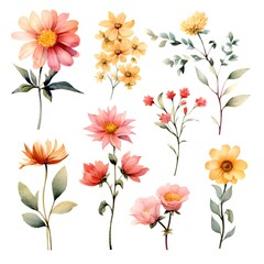 Watercolor garden flower illustration set isolated on white background. Botanic, floral element collection for greeting card, invitations, wedding, birthday designs