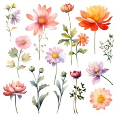 Watercolor garden flower illustration set isolated on white background. Botanic, floral element collection for greeting card, invitations, wedding, birthday designs