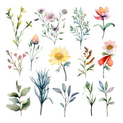 Watercolor garden flower illustration set isolated on white background. Botanic, floral element collection for greeting card, invitations, wedding, birthday designs