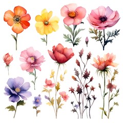 Watercolor garden flower illustration set isolated on white background. Botanic, floral element collection for greeting card, invitations, wedding, birthday designs