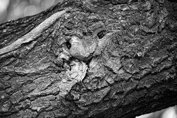The bark texture of an old willow tree, resembling the head of an animal