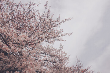 beautiful pink sakura cherry blossom flowers blooming in the garden in spring
