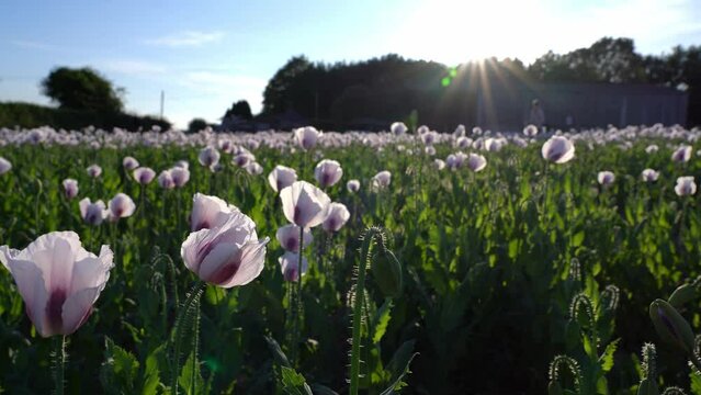 Pink Opium Poppy field in a rural landscape in sunny day. Selective focus.