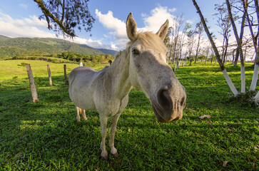 White horse, seen up close in the pasture next to the farm fence in the rainforest. Selective focus.