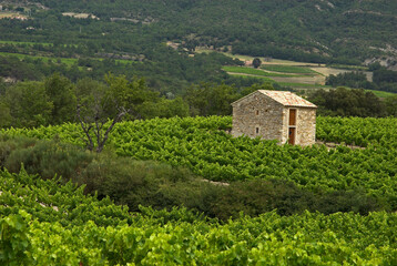 Vignoble, Chatillon en Diois ,  Vercors , 26, Drôme, France
