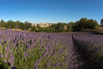 Obraz premium Lavandula latifolia, culture de la lavande, Village, Valensole , 04, Alpes de Haute Provence, France
