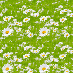 Chamomile Flowers with leave seamless pattern on green background. Seamless pattern of daisy flower. Seamless floral pattern, Floral template Illustration. Wallpaper pattern.