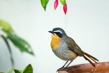 Cape robin chat (Dessonornis caffer) small passerine bird close up in side profile perched on a bird bath in Cape Town, South Africa