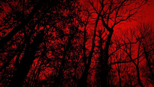 Walking Under Trees In Scary Red Forest