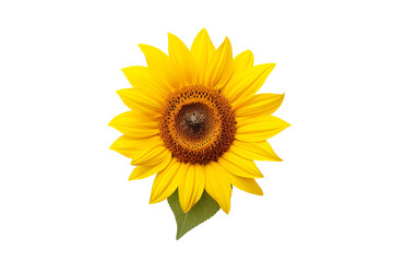 Obraz premium A sunflower on a white background isolated PNG