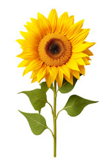 Obraz premium A sunflower on a white background isolated PNG