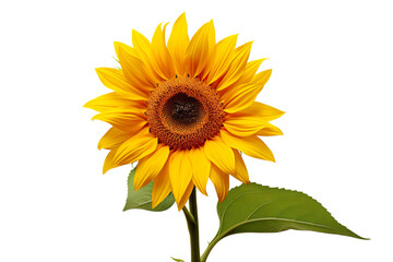 A sunflower on a white background isolated PNG