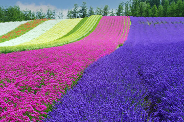 Lavender fields (Tomita farm) in Furano, Hokkaido, Japan