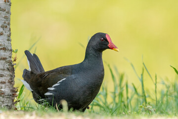 Close-up of a sitting / standing common moorhen with green backgorund