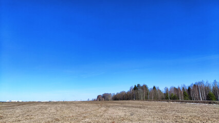 Spring or autumn landscape with Field full of last year's yellow grass and clean blue sky in beautiful sunny day. Forest with trees on the horizon at the background