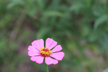 Fototapeta premium Zenia flowers that bloom with pink flowers in the middle like a yellow crown with green leaves and stems. pink flower