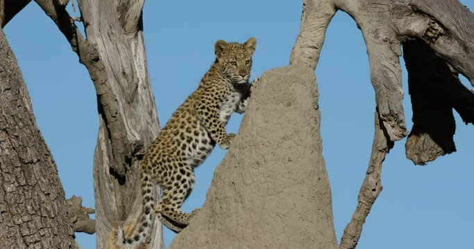 Close-up. Young leopard cub climbs up and sits on a termite mound