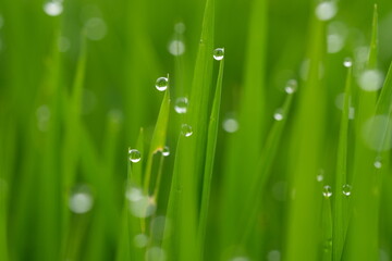 sparkling morning dew on the green grass. blurred image of dew or raindrops. natural background. droplets. 