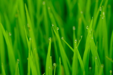 sparkling morning dew on the green grass. blurred image of dew or raindrops. natural background. droplets. 
