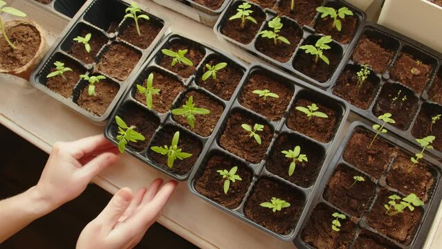 Growing tomato seedlings on windowsill at home. Female hands of gardener put cassette with seedlings of tomatoes on window sill.