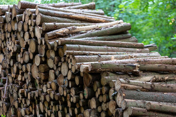 wood piles in the forest industry in the forest