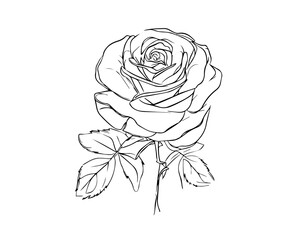 rose on white background. rose illustration art.