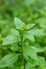 the top of the mint tree