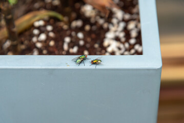 Two flies perched on the edge of the pot.