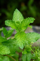 the top of the mint tree