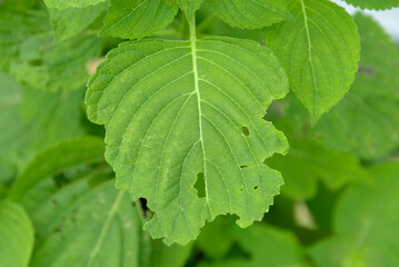 A leaf that has been eaten by a caterpillar until it splits