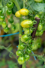 The tomatoes planted in the garden have just been watered.