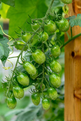 The tomatoes planted in the garden have just been watered.