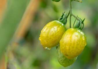 The tomatoes planted in the garden have just been watered.