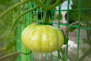 Pumpkins to yellow children on the edge of the fence
