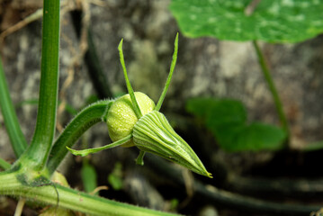 soft fruit of pumpkin