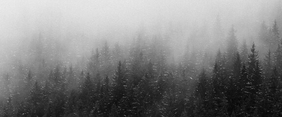 misty morning forest