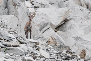 Looking at camera, Alpine ibex female on stony ground (Capra ibex)