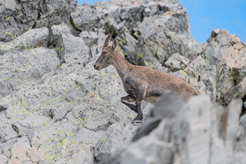 Among the rocks, the Alpine ibex female (Capra ibex)