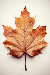 Naklejka na ściany i meble autumn maple leaf on isolated white background