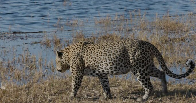 Close-up. Leopard walking to water's edge to have a drink