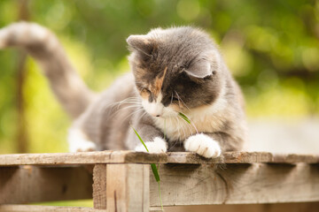 playful gray funny cat lying on wooden stand and catching, pet hunting on countryside yard on nature background