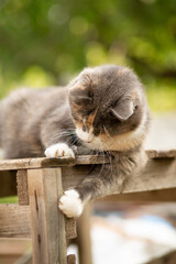 playful gray funny cat lying on wooden stand and catching, pet hunting on countryside yard on nature background