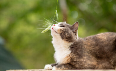 beautiful gray and white cat lying on wooden stand on nature background