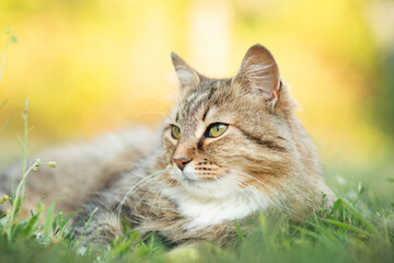Beautiful red fluffy cat lies on green grasson on nature in countryside yard