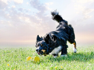 obedience training for border collie