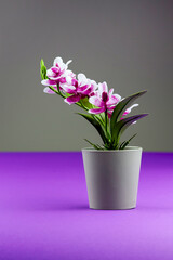Pink orchid in flower pot on colored violet background. Orchid flower vertical banner with copy space, minimalistic concept. Tropical purple orchid artificial flower in pot on colorful background